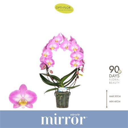 Phal 2st Mirror Miracle Kiara