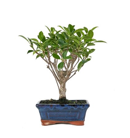 Bonsai Ficus Retusa Traditional Ball (indoor Bonsa