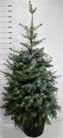 Abies Concolor Silver Blue