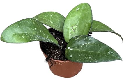 Hoya Sp Malang