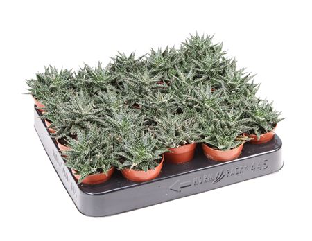 Aloe Pepe
