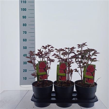 Paeonia Lactiflora Kansas