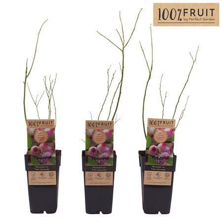Vaccinium Cor Pink Lemonade