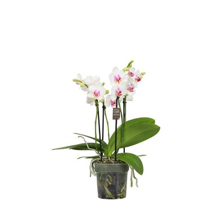Phal 3-5dt Flora White Blush