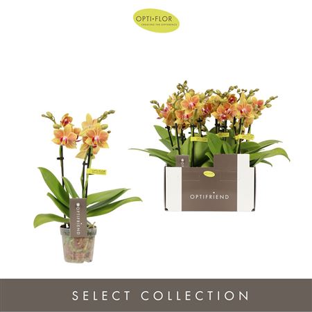 Phal 3st Optifriend Indy 25+ (opti)
