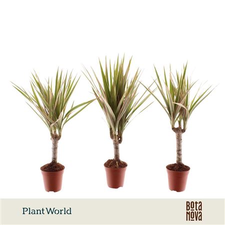 Drac Bicolor Tiny (decorum)