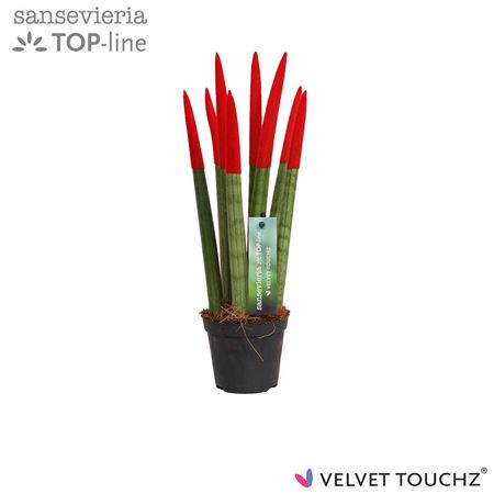 Sansevieria Velvet Touch Red