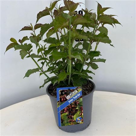 Leycesteria Formosa Purlpe Rain