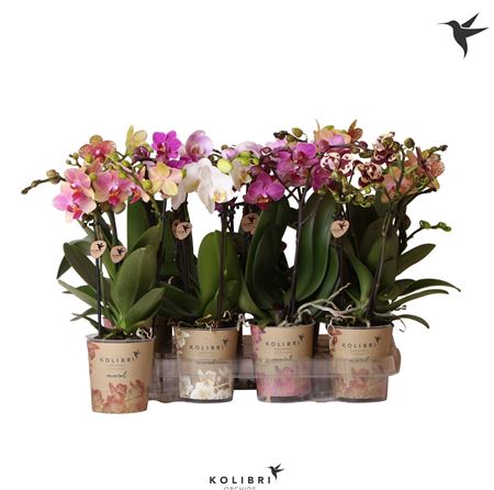 Phal 2st Kolibri Orchids Mix 22+ (ok)