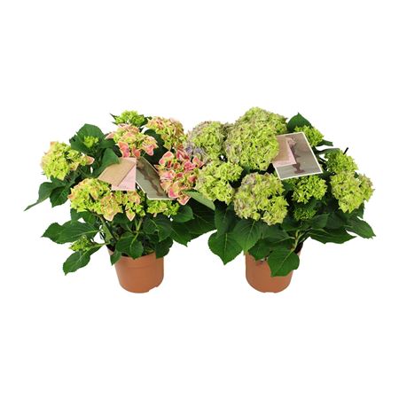 Hydrangea Ma Bicolor Mix 9+