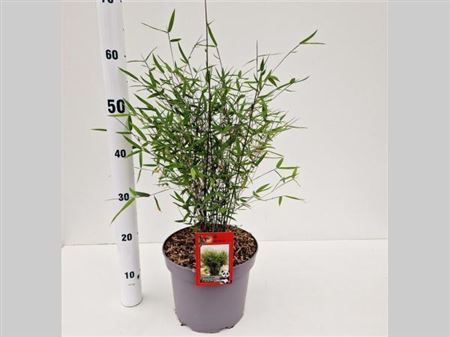 Fargesia Robusta Deep Purple