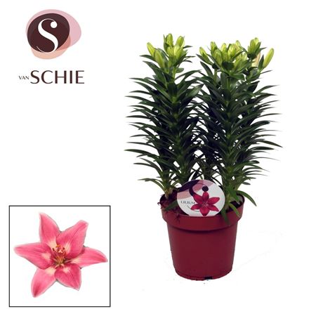 Lilium As Rozalynn Pink 5pp