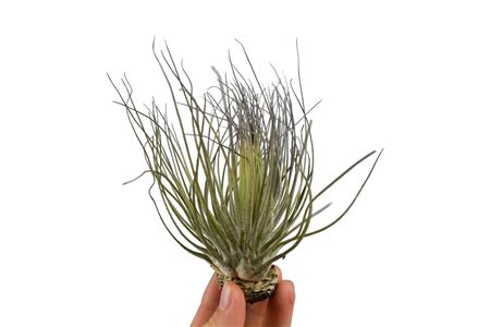 Tillandsia Magnusiana