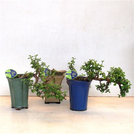 Portulacaria Afra, Cascade