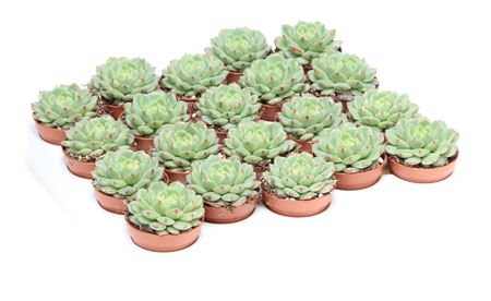 Echeveria Derenbergii