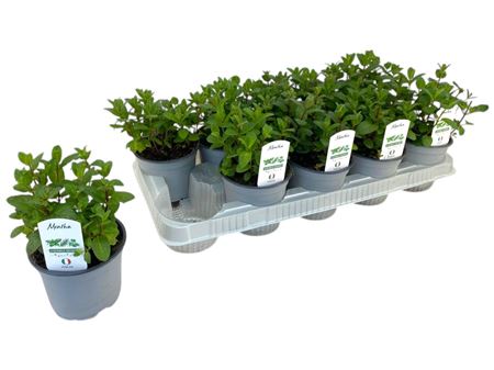 Mentha Spicata