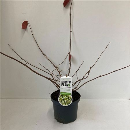 Viburnum Plic Cascade