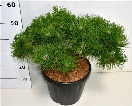 Pinus Dens Low Glow