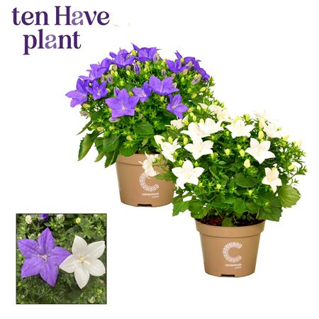 Campanula Iso Blue-white Mix (decorum)
