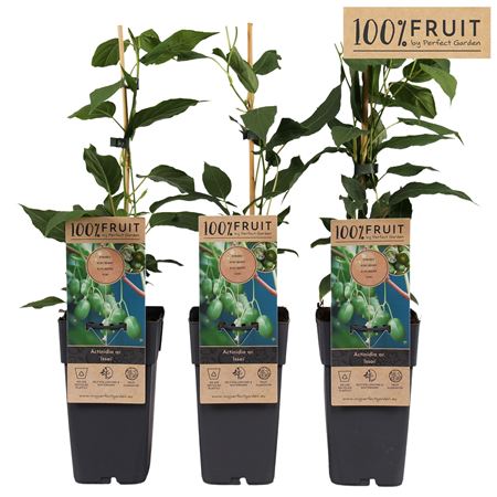 Actinidia Arguta Kiwiberry Self-fertile