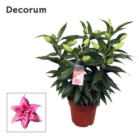 Lilium Or Roselily Esra 5pp
