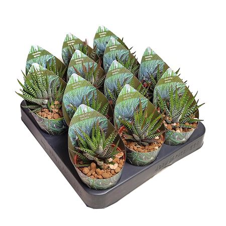 Haworthia Fasciata Potcover