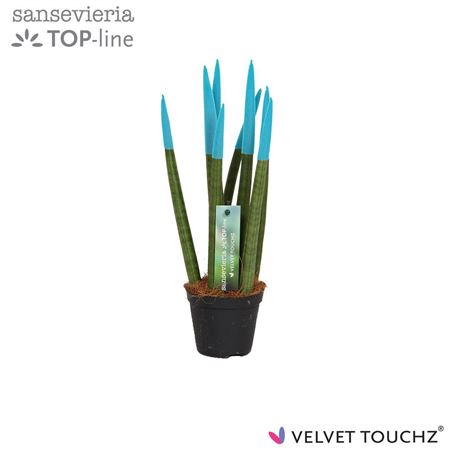 Sansevieria Velvet Touchz Big Blue