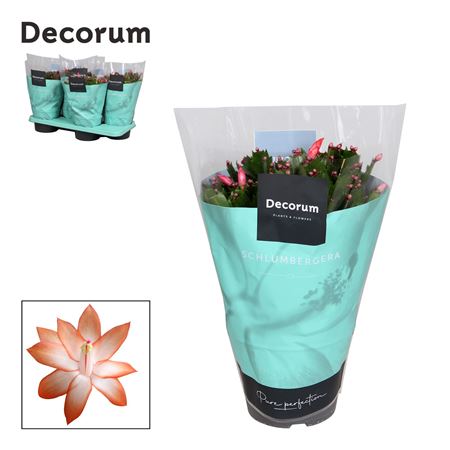 Schlumbergera Orange Vida (decorum)