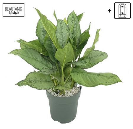 Aglaonema Freedman