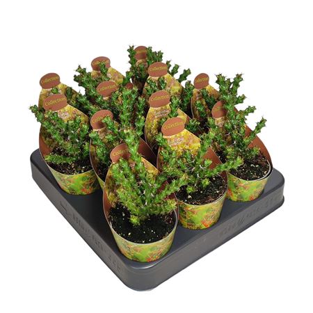 Euphorbia Lenewtonii Potcover