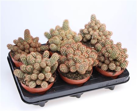 Cacus Mammillaria Elongata Red