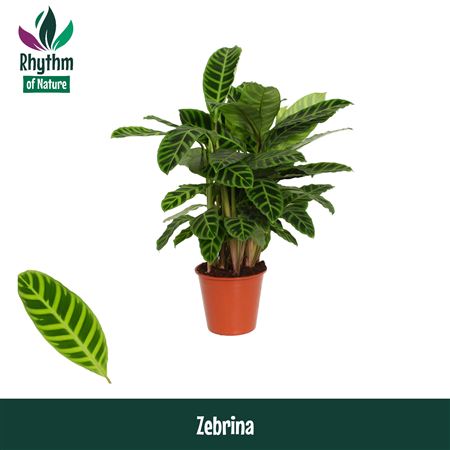 Calathea Zebrina (rhythm Of Nature)