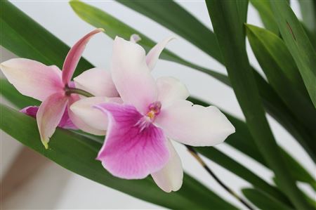 Summer 1st Orchid
