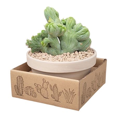 Trichocereus Bridgesii Crestato