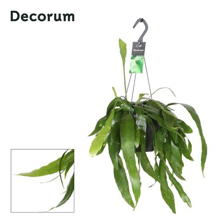 Epiphyllum Pumilum