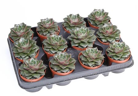 Echeveria Purper Shining Bright