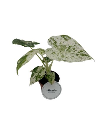 Alocasia Macrorrhiza Splash