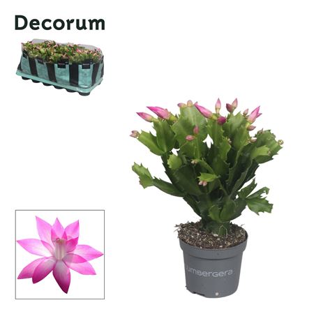 Schlumbergera Pink (decorum)