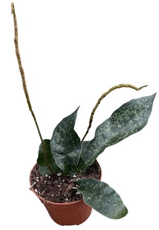 Tectaria Hilocarpa