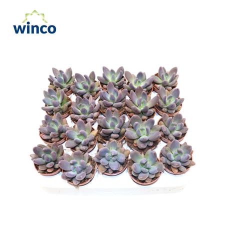 Pachyphytum Bracteosum Fitkai