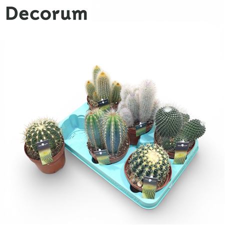 Cactus Column Mix (6spc.) (decorum)