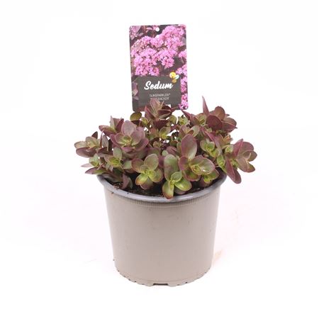Sedum Suns Firecracker