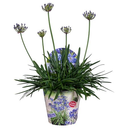Agapanthus Summer Love Blue ( Nolina )