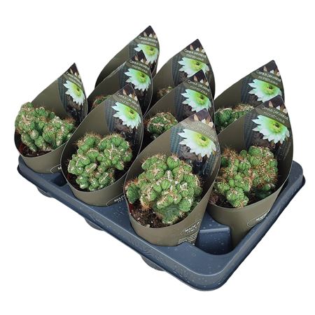 Cereus Peruvianus Crestato With Potvcover