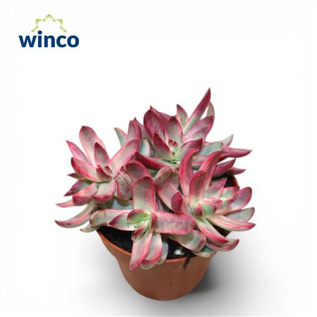 Crassula Rubricaulis Candy Cane