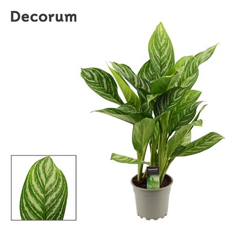 Aglaonema  Stripes (dec)