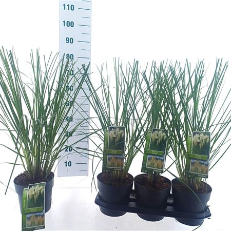 Cortaderia Selloana Pumila