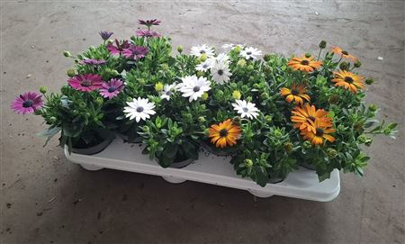 Osteospermum Mix