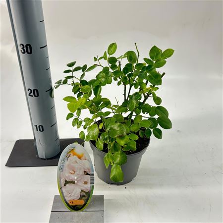 Rosa (h) Aspirin Rose