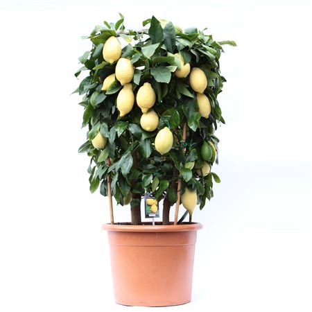 Citrus Lemon Cilinder